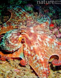 Image result for Octopus vulgaris