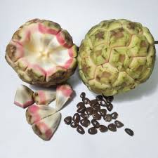 Attēlu rezultāti vaicājumam “Cardaminopsis arenosa fruit”