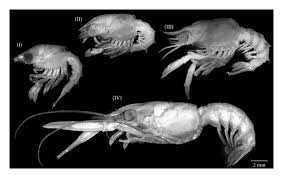 Image result for Homarus gammarus