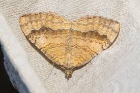 Attēlu rezultāti vaicājumam “Camptogramma bilineata”