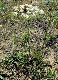 Attēlu rezultāti vaicājumam “Peucedanum oreoselinum leaf”