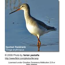 Image result for Tringa erythropus