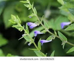 Attēlu rezultāti vaicājumam “Scutellaria galericulata leaf”
