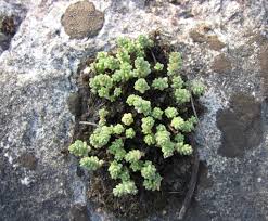 Attēlu rezultāti vaicājumam “Sedum pallidum bud”