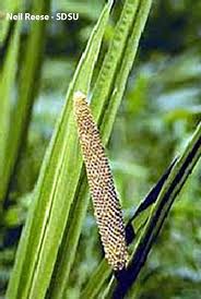 Attēlu rezultāti vaicājumam “Acoraceae”