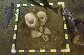 Image result for Vazella pourtalesii