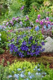 Attēlu rezultāti vaicājumam “Vinca minor”