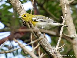 Image result for Vireo flavifrons