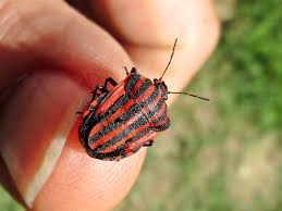 Attēlu rezultāti vaicājumam “Graphosoma lineatum nymph”