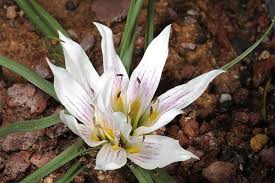 Attēlu rezultāti vaicājumam “Colchicaceae”