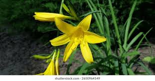 Attēlu rezultāti vaicājumam “Hemerocallis lilioasphodelus”