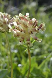 Attēlu rezultāti vaicājumam “Anthyllis maritima leaf”