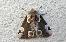 Attēlu rezultāti vaicājumam “Thyatira batis larva”