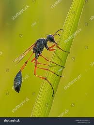 Attēlu rezultāti vaicājumam “Ammophila sp.”
