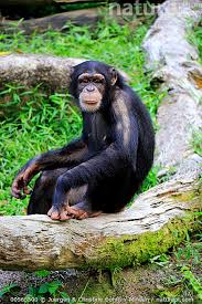 Attēlu rezultāti vaicājumam “Troglodytes troglodytes adult”