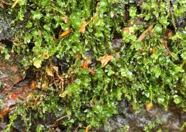 Attēlu rezultāti vaicājumam “Tetraphis pellucida”