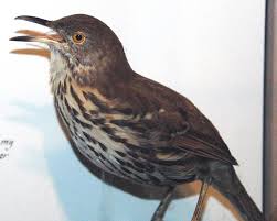 Image result for Toxostoma rufum