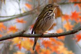 Image result for Anthus hodgsoni