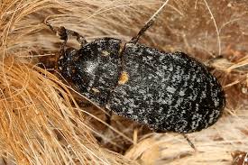 Attēlu rezultāti vaicājumam “Dermestes murinus”