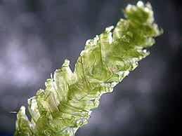 Attēlu rezultāti vaicājumam “Schistidium apocarpum sporophyte”