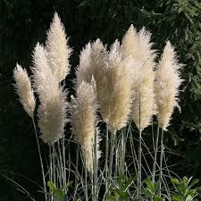 Attēlu rezultāti vaicājumam “Briza media fruit”