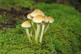 Attēlu rezultāti vaicājumam “Hypholoma sp.”