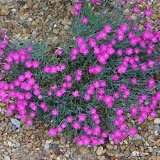 Image result for Dianthus gratianopolitanus