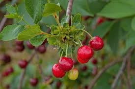 Attēlu rezultāti vaicājumam “Cerasus fruit”