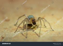 Attēlu rezultāti vaicājumam “Cheiracanthium sp.”