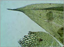 Attēlu rezultāti vaicājumam “Brachythecium rivulare”