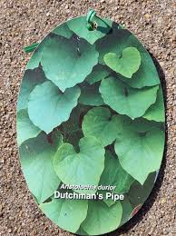 Attēlu rezultāti vaicājumam “Aristolochia durior”