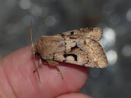 Attēlu rezultāti vaicājumam “Orthosia gothica”