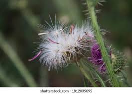 Attēlu rezultāti vaicājumam “Cirsium palustre flower”