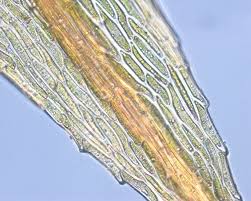 Attēlu rezultāti vaicājumam “Pohlia nutans sporophyte”