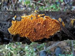 Attēlu rezultāti vaicājumam “Peniophora laurentii”