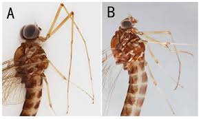Attēlu rezultāti vaicājumam “Siphlonurus male”