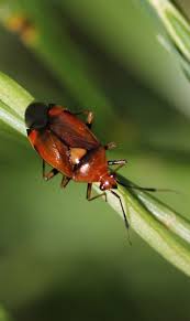 Attēlu rezultāti vaicājumam “Deraeocoris ruber imago”