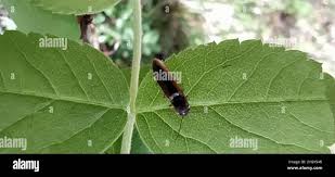 Attēlu rezultāti vaicājumam “Dalopius marginatus”