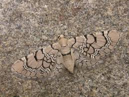 Attēlu rezultāti vaicājumam “Eupithecia venosata”