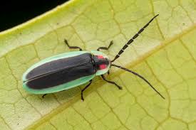 Attēlu rezultāti vaicājumam “Lampyridae”