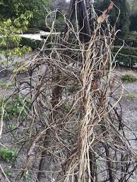 Attēlu rezultāti vaicājumam “Menispermum dauricum fruit”