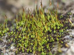 Attēlu rezultāti vaicājumam “Hymenostylium recurvirostrum macro”