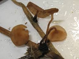 Attēlu rezultāti vaicājumam “Myriosclerotinia scirpicola”