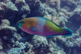 Image result for Scarus ferrugineus