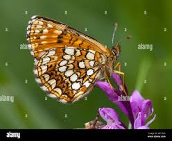 Attēlu rezultāti vaicājumam “Melitaea diamina underside”