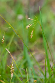 Attēlu rezultāti vaicājumam “Carex capillaris”