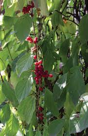 Attēlu rezultāti vaicājumam “Schisandra chinensis”