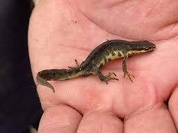 Attēlu rezultāti vaicājumam “Triturus vulgaris female”