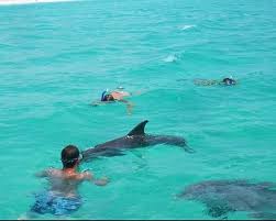 Image result for Belfairs Dolphins Snorkelling Club