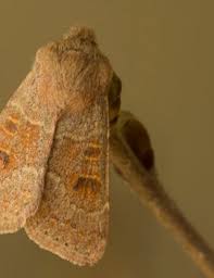 Attēlu rezultāti vaicājumam “Orthosia miniosa imago”